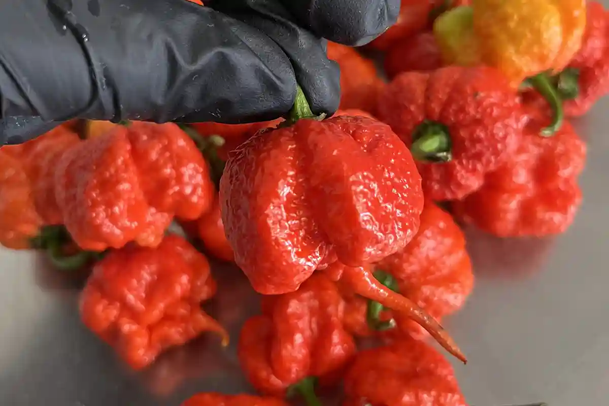 Carolina Reaper rouge à peau bosselée et queue en forme de dard
